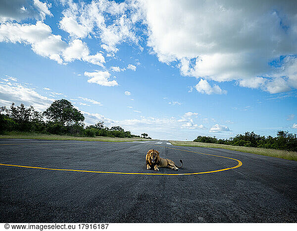 Ein männlicher Löwe  Panthera leo  liegt auf dem Rollfeld einer Landebahn