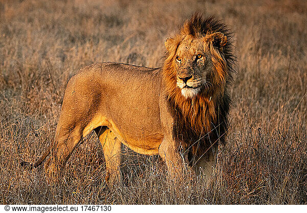 Ein männlicher Löwe  Panthera leo  steht auf einer Lichtung in der Sonne und schaut aus dem Bild.