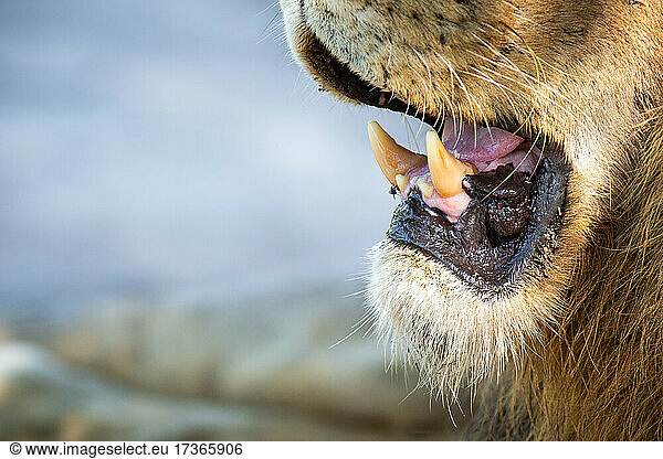 Ein männlicher Löwe  Panthera leo  Zähne und Maul