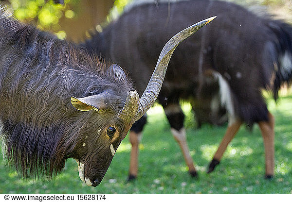 Ein männlicher Nyala  Tragelaphus angasii  neigt den Kopf nach unten  im Seitenprofil  und zeigt seine Hörner.