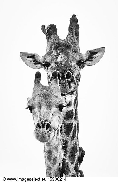 Ein männlicher und ein weiblicher Kopf der südafrikanischen Giraffe  Giraffa camelopardalis giraffa  und zwei Vögel  Rotschnabel-Madenhacker  Buphagus erythrorhynchus  die auf der Haut der Tiere sitzen.