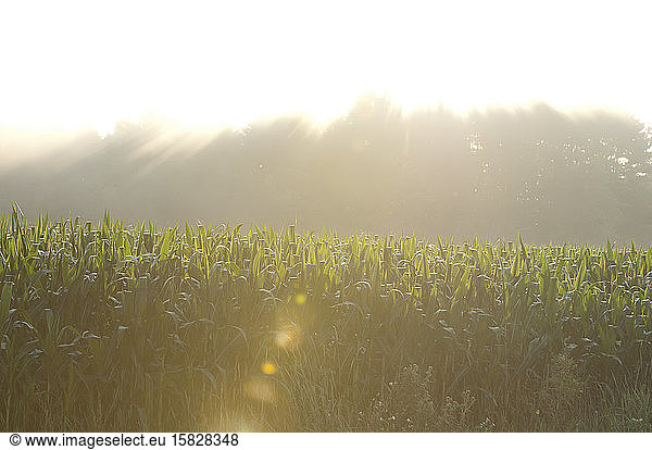 Ein Maisfeld im Sonnenschein