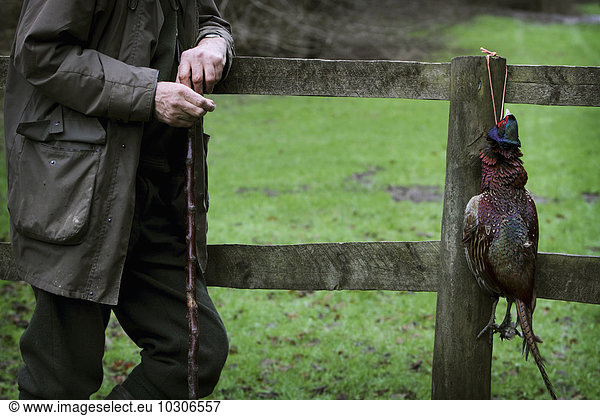 Ein Mann auf einem Fasanenspieß  an einen Zaun gelehnt  den Daumenstab eines Schlägers haltend  an dessen Pfosten ein Kadaver eines Hahnenfasans hängt.
