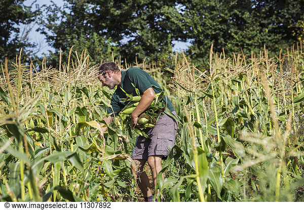 Ein Mann bei der Ernte reifer Maiskolben