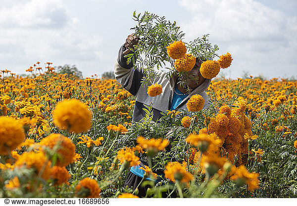Ein Mann erntet Cempasúchil-Blüten auf einem Feld in Puebla