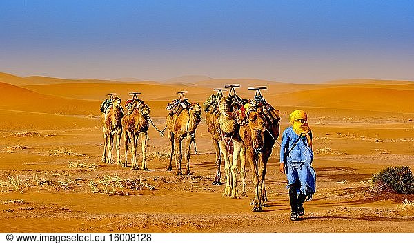 Ein Mann führt einen Kamelzug durch die marokkanische Sahara-Wüste in der Nähe von Chegagga.