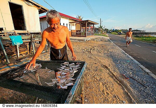 Ein Mann legt Fische zum Trocknen in der Sonne auf den Zaun  Sarawak  Malaysia  Borneo