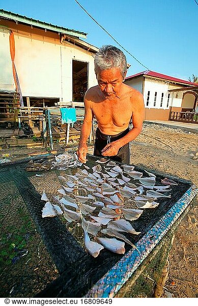 Ein Mann legt Fische zum Trocknen in der Sonne auf den Zaun  Sarawak  Malaysia  Borneo