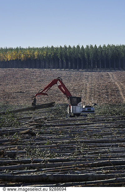 Ein mechanisierter Greifer sortiert gefällte Pappelstämme auf einer Plantage.