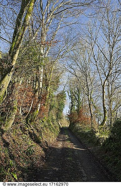 Ein mit Bäumen gesäumter Feldweg in der Nähe von Cove im Exe-Tal  Devon  England  im Winter.