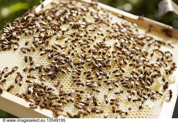 Ein mit Bienen bedeckter Bienenstock-Super- oder Holzrahmen.