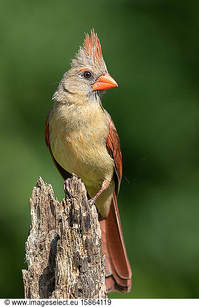 Ein nördlicher Kardinal sitzt in der Sommersonne