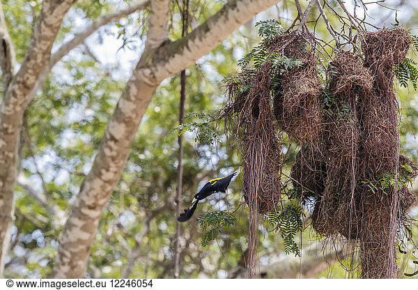 Ein Nest des Gelbbürzelkakis (Cacicus cela) in der Nähe von Porto Jofre,  Mato Grosso,  Brasilien,  Südamerika