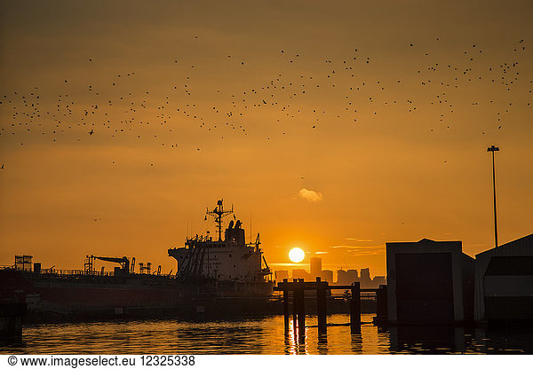 Ein oranger Farbton legt sich über Vancouver  während die goldene Sonne mit einer Silhouette von Schiffen im Hafen und einem Vogelschwarm untergeht; Vancouver  British Columbia  Kanada