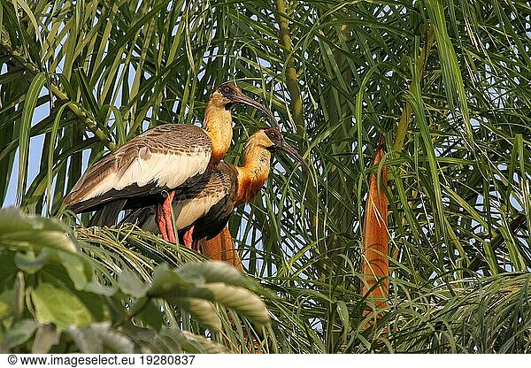Ein Paar Büffelhalsibisse in einem Bambus  Pantanal  Brasilien  Südamerika