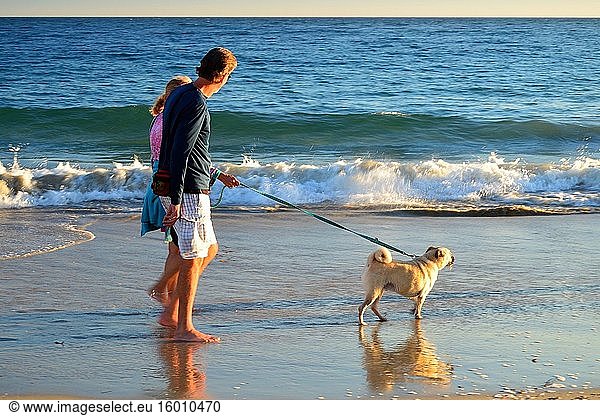 Ein Paar geht an einem Sommertag in Laguna Beach  Kalifornien  mit seinem Hund am Ufer spazieren.