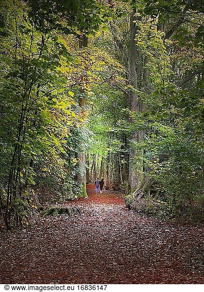 Ein Paar macht im Herbst einen Spaziergang im Stanmer Park. Brighton East Sussex England Uk.