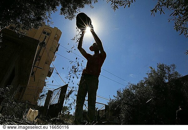 Ein Palästinenser sortiert Oliven in einem Olivenhain in der Stadt Deir El-Balah im Gaza-Streifen. Die Olivenernte beginnt hier Anfang Oktober.