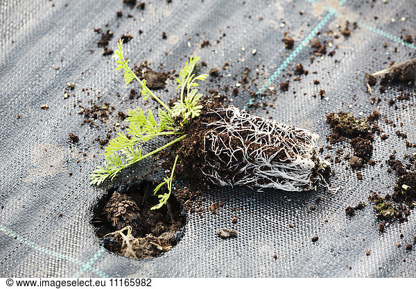 Ein Pflanzpfropf  kleiner Sämling mit Wurzeln neben einem Pflanzloch in einem Bodendeckungsmaterial.