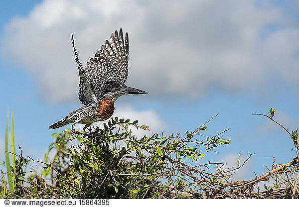 Ein Rieseneisvogel  Megaceryle maxima  hebt mit ausgebreiteten Flügeln aus einem Busch in die Luft ab
