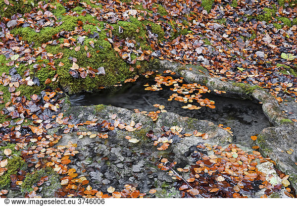 Ein Rinnsal durchfließt ein aus Kalkablagerungen geformtes Wasserbecken  Sensebezirk  Kanton Freiburg  Schweiz  Europa