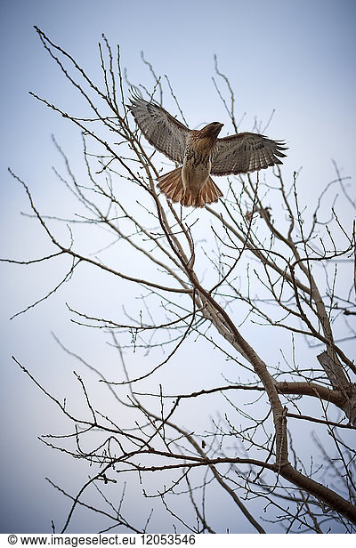 Ein roter Falke fliegt von einem Baum gegen einen klaren Himmel  Tommy Thompson Park; Toronto  Ontario  Kanada