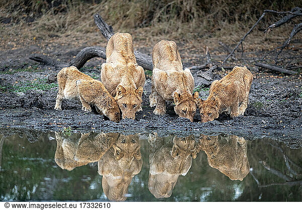 Ein Rudel Löwen  Panthera leo  beugt sich zum Trinken nieder