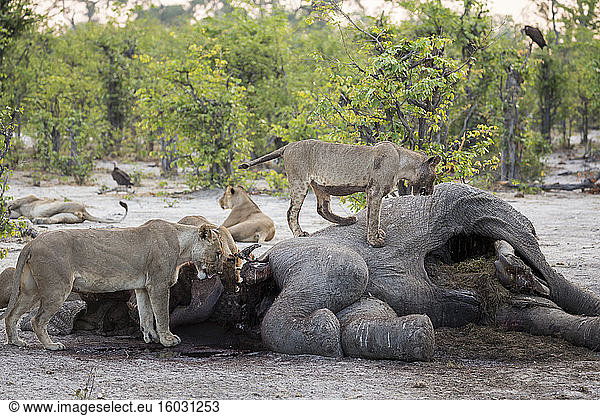 Ein Rudel weiblicher Löwen  die sich von einem toten Elefantenkadaver ernähren.