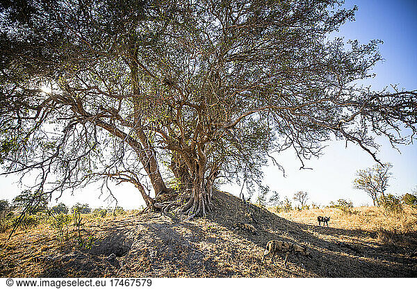 Ein Rudel Wildhunde  Lycaon pictus  liegt außerhalb seiner Höhle in einem Termitenhügel und unter einem großen Baum.