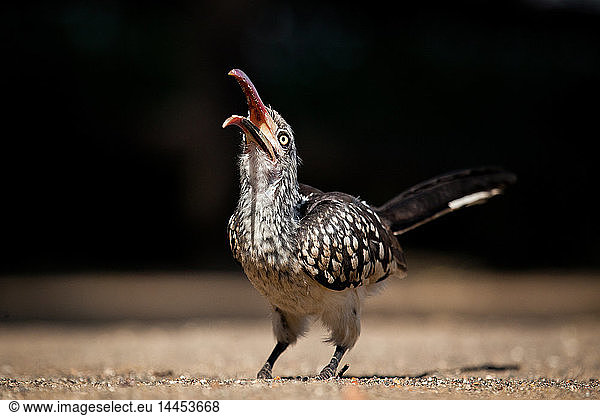 Ein südlicher Rotschnabel-Hornvogel  Tockus rufirostris  Kopf nach oben gerichtet mit offenem Schnabel  wegschauend  am Boden stehend
