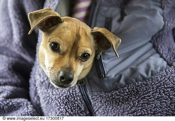 Ein süßer Chihuahua-Hund wird mit einem Reißverschluss in das lila Sweatshirt einer Frau gesteckt