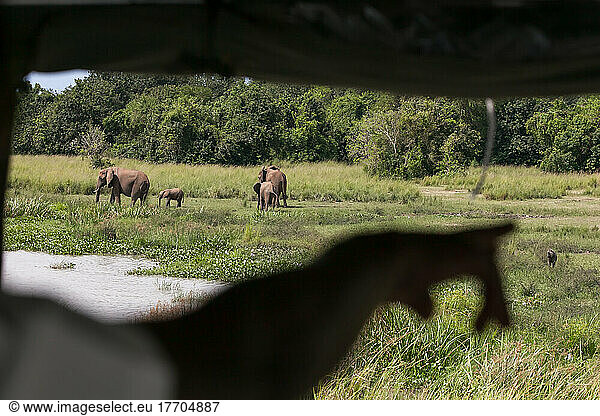 Ein Safari-Führer zeigt durch ein Fenster auf eine Elefantenherde und wilde Tiere im Gras; Victoria-Nil-Fluss  Murchison Falls National Park  Uganda