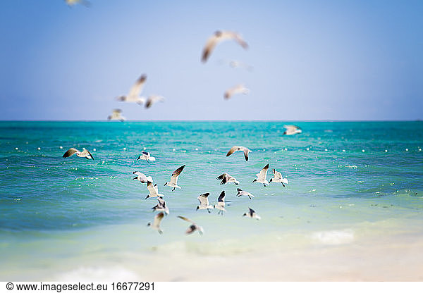 Ein Schwarm von Seevögeln fliegt über die karibischen Gewässer.