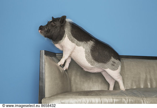 Ein schwarz-weißes Hängebauchschwein  das auf einem Sofa steht  in einem häuslichen Haushalt.