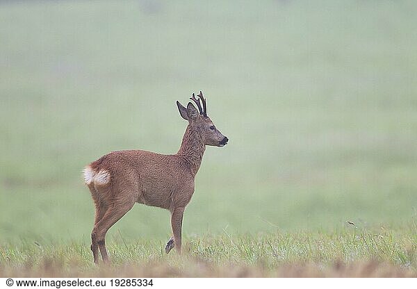 Ein sehr alter Rehbock (Capreolus capreolus) in der Blattzeit auf der Suche nach einer paarungsbereiten Ricke (Europaeisches Reh) (Rehe)  Very old Roe Deer buck in the rut searches a female Roe Deer (European Roe Deer) (Western Roe Deer)