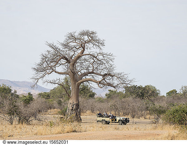 Ein sehr großer Affenbrotbaum (Adansonia digitata) mit Schäden durch Elefanten bei der Nahrungssuche im South Luangwa National Park  Sambia  Afrika
