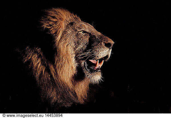 Ein Seitenprofil eines männlichen Löwenkopfes  Panthera leo  offenes Maul  von einem Scheinwerfer beleuchtet  schwarzer Hintergrund.
