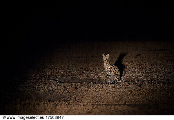 Ein Serval  Leptailurus serval  sitzt nachts auf einer Lichtung  beleuchtet von Scheinwerfern