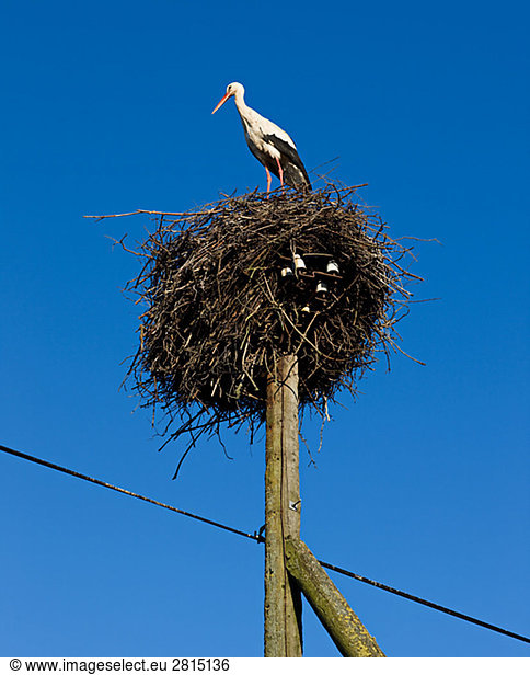 Ein Störche Nest auf einem Power-Line Pylon Lettland.