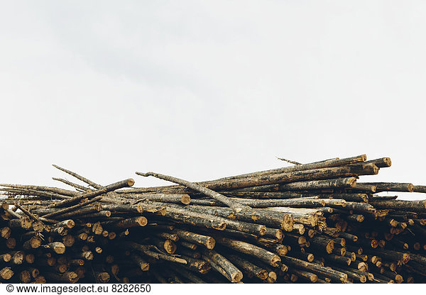 Ein Stapel geschlagener Holzstämme  Lodge Pole Pine Trees in einem Sägewerk.