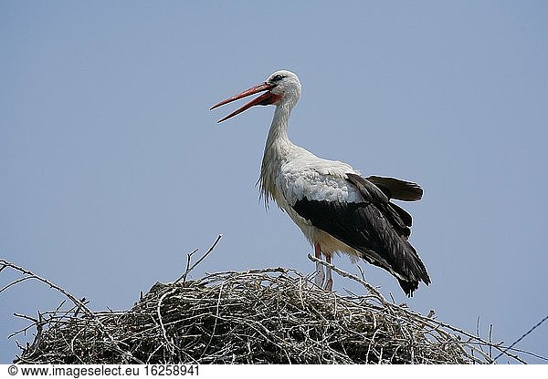 Ein Storch im Nest. Armenien.