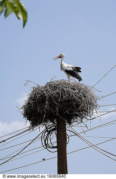 Ein Storch im Nest. Er versteht sich gut mit den Spatzen  die ihre Nester auf der Unterseite des Storchennestes haben. Foto: Andr? Maslennikov