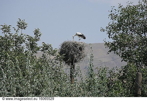Ein Storch pflegt seine Jungen in einem auf einem Telefonmast gebauten Nest. Armenien. Foto: Andr? Maslennikov