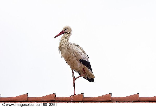 Ein Storch (Weißstorch  Ciconia ciconia) auf einem Bein auf einem Dach  ausgeschnitten.