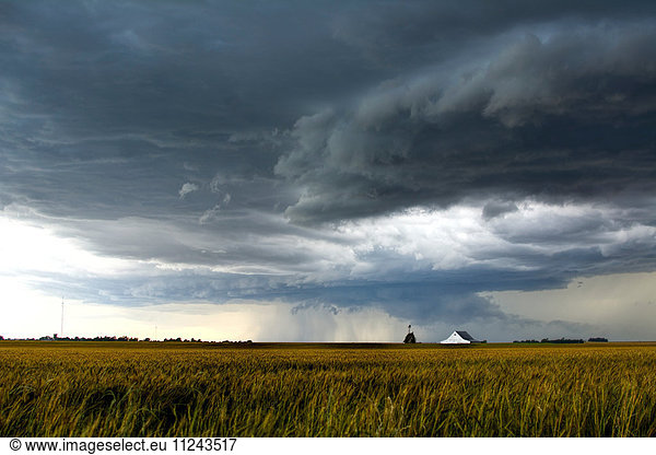 Ein Sturm über einem goldenen Weizenfeld bedroht einen Bauernhof und eine Scheune südlich von Tonkawa  Oklahoma.