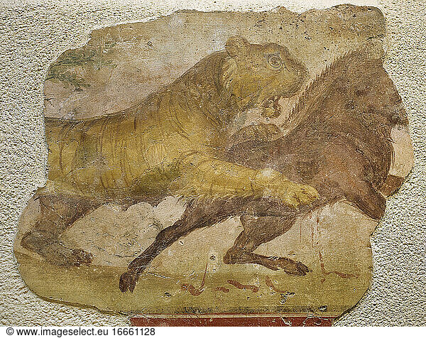 Ein Tiger greift ein Wildschwein an. Römisches Gemälde. Domus. 4. Jahrhundert. Aus Merida (Augusta Emerita). Nationalmuseum für römische Kunst. Merida. Spanien.