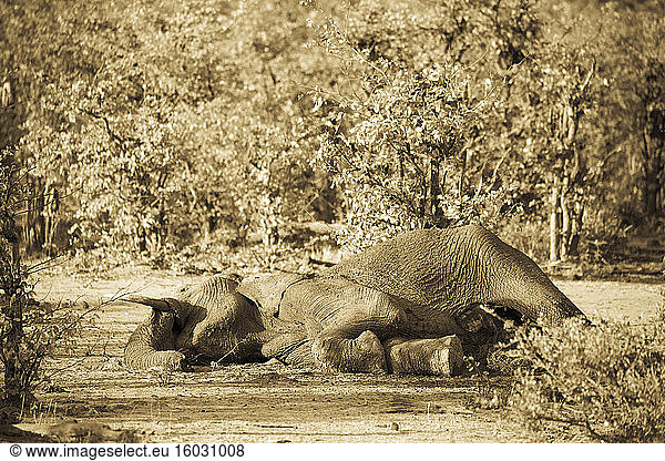 Ein toter Elefantenkadaver im Busch.