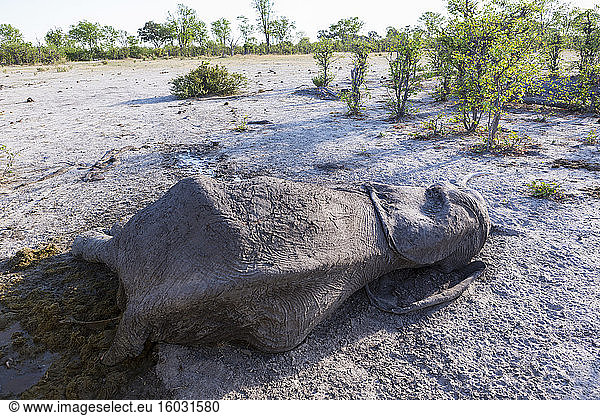 Ein toter Elefantenkadaver liegt im Busch.