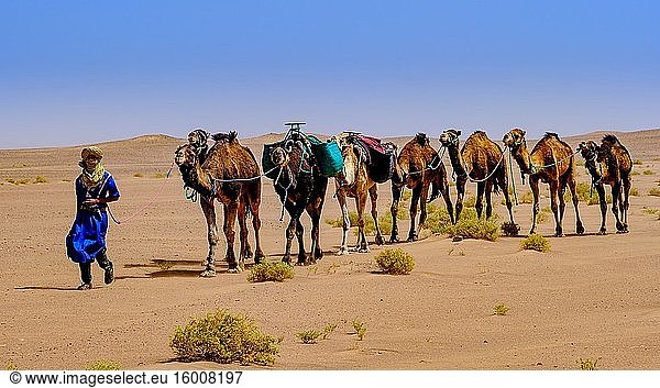 Ein traditionell gekleideter Berber führt einen Kamelzug in der marokkanischen Sahara-Wüste an.