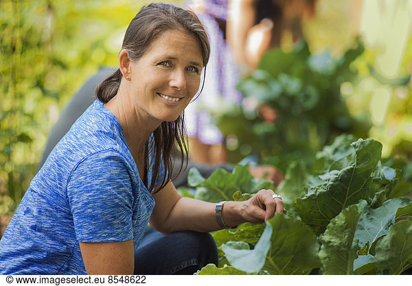 Ein traditioneller Bio-Bauernhof in den USA. Eine Frau beim Gemüsepflücken.